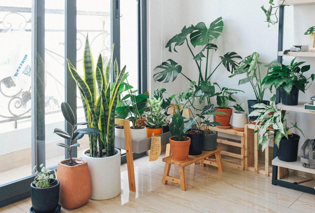 How to Take Care of Indoor Plants? – The Best Houseplant Care Guide