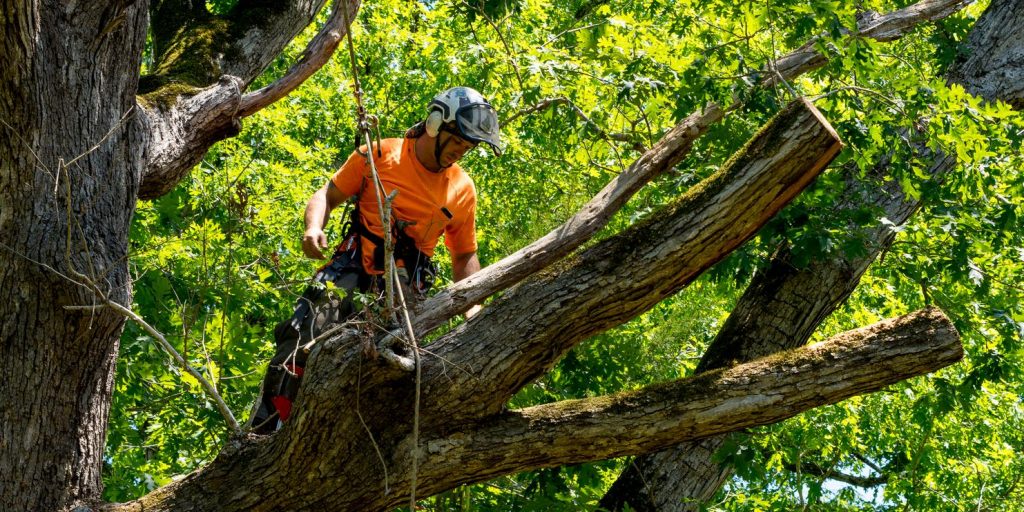 Best Arborist Contractor (How to Find it)
